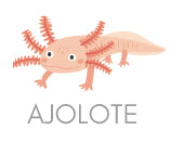 Swim Trunks | Ajolote Collection | Men's Swimwear